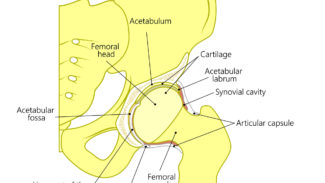 Diagram of the hip bones
