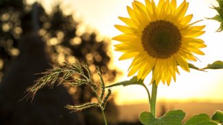 Flowers in memory