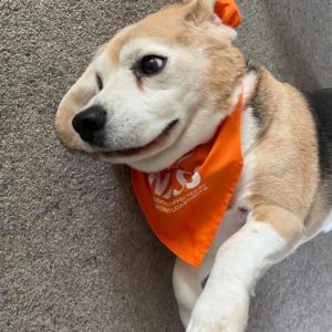 Dog in orange bandana Walk Your AS Off 2021