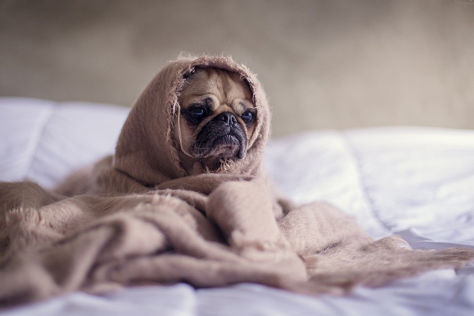 A pug dog wrapped in a blanket